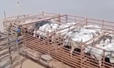 BMG muda o fluxo de comércio de gado na regional do Tarauacá/Envira