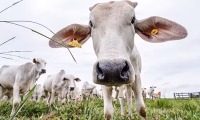 União Europeia adia rastreabilidade de gado bovino