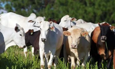 Aumenta número de transferência de gado para mesmo proprietário em novembro