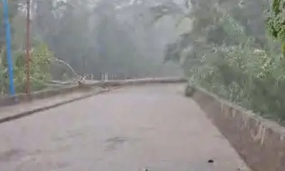 Imagens mostram que àrvore caiu na cabeceira da ponte no bairro Placas, em Rio Branco