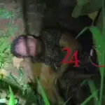 whatsapp-video-2025-12-26-at-05-19-21-mp4;whatsapp-video-2025-12-26-at-05-19-19-mp4