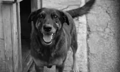 ONG organiza manifestação em Rio Branco para cobrar justiça por cão vítima de maus-tratos