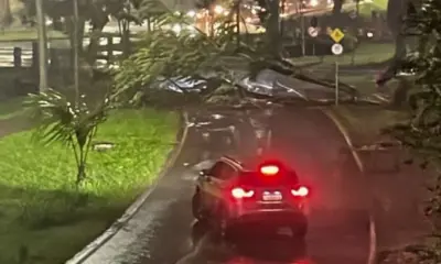 Queda de árvore interdita via no Parque da Maternidade durante forte chuva