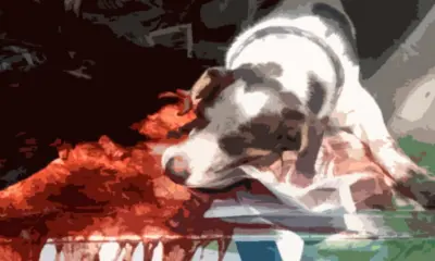 No Acre, adolescente de 14 anos mata cachorro decapitado e é detido pela PM