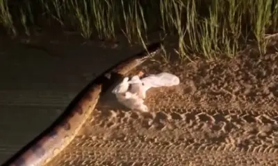 Sucuri de grande porte é flagrada cruzando via em Cruzeiro do Sul