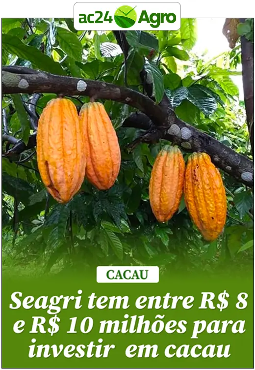 Seagri tem entre R$ 8 e R$ 10 milhões para investir  em cacau