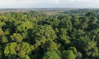 Amazônia pode entrar em regime climático hipertropical, alertam cientistas