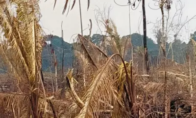 Justiça do AM condena homem a pagar R$ 7,3 milhões por desmatamento em Manicoré