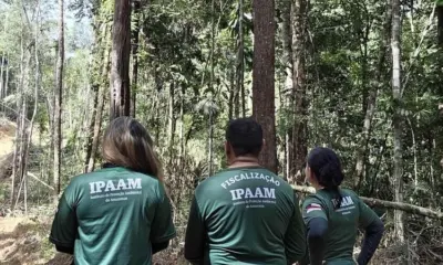 Ipaam suspende exploração de madeira no Amazonas durante período de chuvas