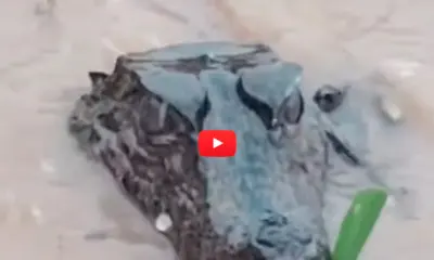 Filhote de jacaré é visto no centro de Brasileia em meio a alagamentos