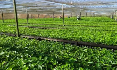 Governo do Acre tem R$ 11 milhões para comprar dos viveiros locais