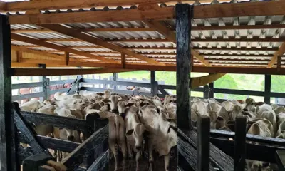 Prazo para declaração da vacinação contra a brucelose termina neste sábado