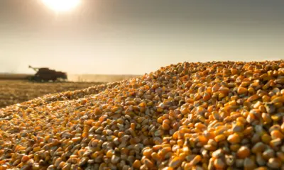 Mapa libera híbrido de milho de alto desempenho para a safrinha no Acre