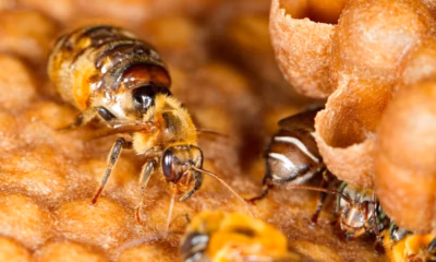 Abelhas amazônicas se tornam primeiros insetos do mundo a ter direitos reconhecidos por lei