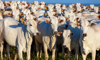 Em Rondônia, é esperada a saída de 500 mil bovinos vivos com nova lei