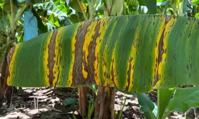Governo do Acre regulamenta medidas de combate à Sigatoka Negra em lavouras de banana