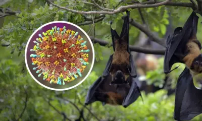 Ministério da Saúde diz que vírus Nipah não ameaça o Brasil