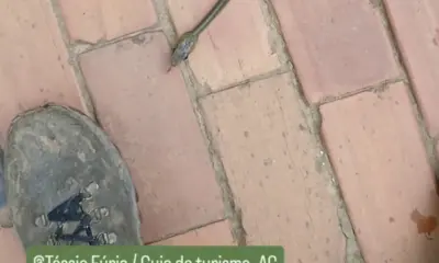 Cobra-cipó cruza caminho no Horto Florestal e guia registra encontro