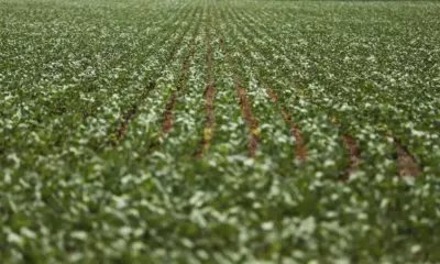 Acre deve produzir 59,7 mil toneladas de soja em safra histórica recorde no Brasil