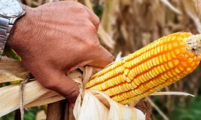 Produtor de milho no Acre recebe at&eacute; 59% acima do pre&ccedil;o m&iacute;nimo, aponta Conab