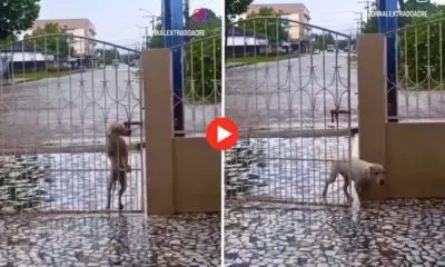 No Acre, cachorro abre portão de casa e surpreende dono