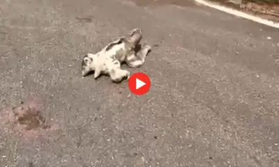 Bicho-preguiça atravessa rua no Terras Alphaville, às margens da BR-364