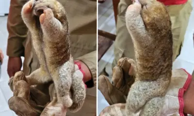 Espécie de menor tamanduá do mundo é resgatada por bombeiros no Acre