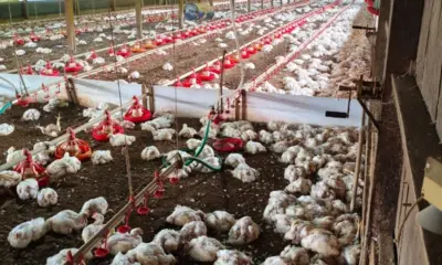 Produtor de Brasiléia perde mais de 15 mil aves após enxurrada