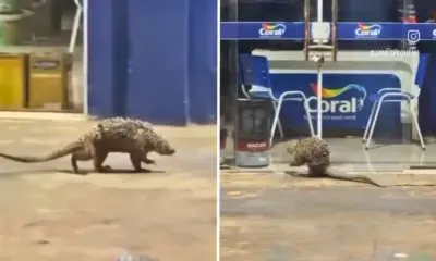 Porco-espinho aparece em rua movimentada de Rio Branco