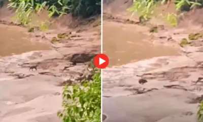 Onça-pintada é flagrada em comportamento de caça no Acre