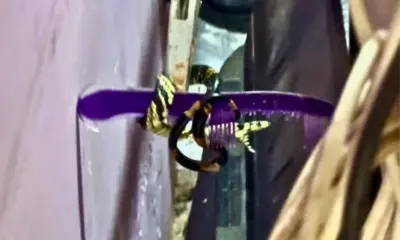 Cobra é capturada dentro de residência em Sena Madureira