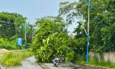 Após chuva, árvore cai na Estrada do Calafate em Rio Branco