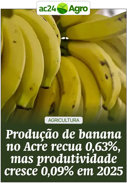 Produção de banana no Acre recua 0,63%, mas produtividade cresce 0,09% em 2025