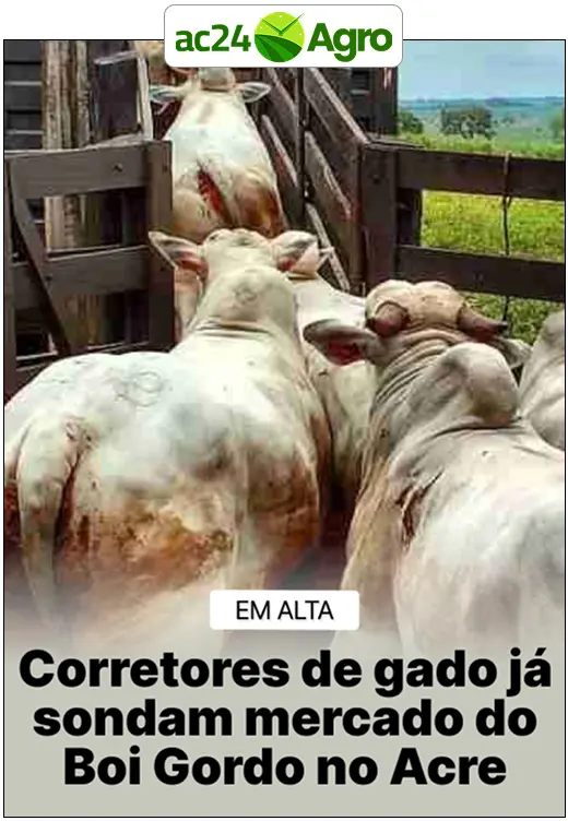 Corretores de gado já sondam mercado do Boi Gordo no Acre