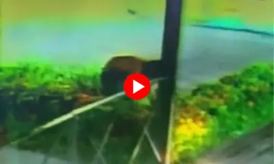 Câmeras flagram homem roubando fios de Bar na Isaura Parente