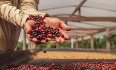 Primeira estimativa da Conab não cita o Acre para safra de café 2026