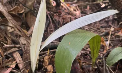 Palmeira &ldquo;albina&rdquo; n&atilde;o documentada &eacute; encontrada no Acre
