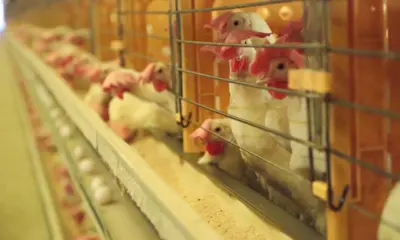 Granjas passam por monitoramento para prevenir gripe aviária e Doença de Newcastle