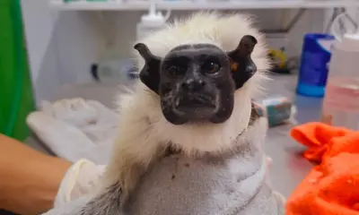 Operação resgata animais ameaçados e garante conservação da fauna amazônica