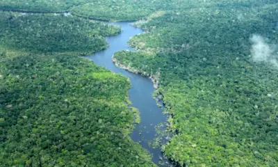 Desmatamento no Amazonas recua 56% em janeiro e atinge um dos menores índices da série histórica