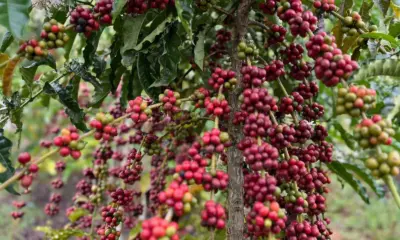 Produção de café no Acre cresce 5,1% em 2026, aponta IBGE