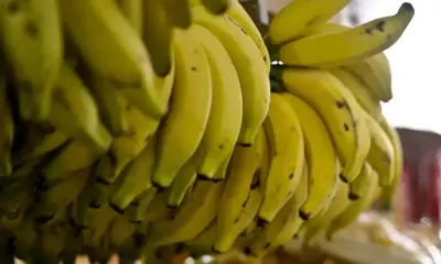 Produção de banana no Acre recua 0,63%, mas produtividade cresce 0,09% em 2025