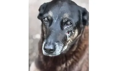 Caso Orelha: polícia pede internação de adolescente envolvido no crime