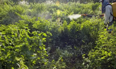 Acre tem 740 registros de agrotóxicos com permissão de uso com vencimento próximo