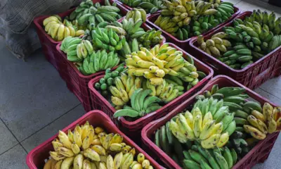 Banana prata e comprida ganham espaço nas feiras e supermercados de Rio Branco