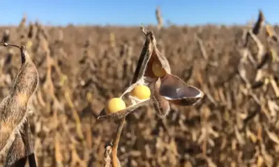 Dólar mais fraco e safra recorde pressionam preços da soja no Brasil