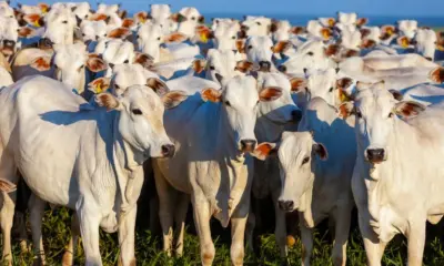 Decisão sobre ICMS pode desestimular envio de gado do Acre para outros estados