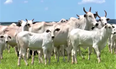 Tendência de inversão do ciclo com menor abate de fêmeas dispara alerta