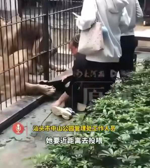 VÍDEO: Criança de 10 anos é atacada e agarrada por leoa em zoológico; assista o vídeo