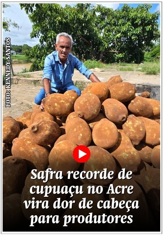Safra recorde de cupuaçu no Acre vira dor de cabeça para produtores: “Estamos no prejuízo”